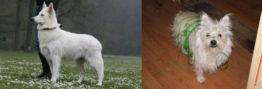 Cairland Terrier vs Berger Blanc Suisse - Breed Comparison