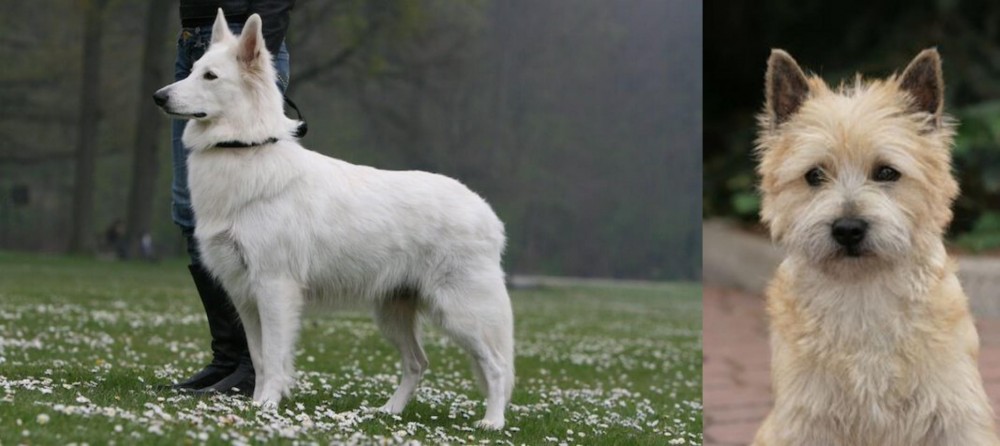 Cairn Terrier vs Berger Blanc Suisse - Breed Comparison