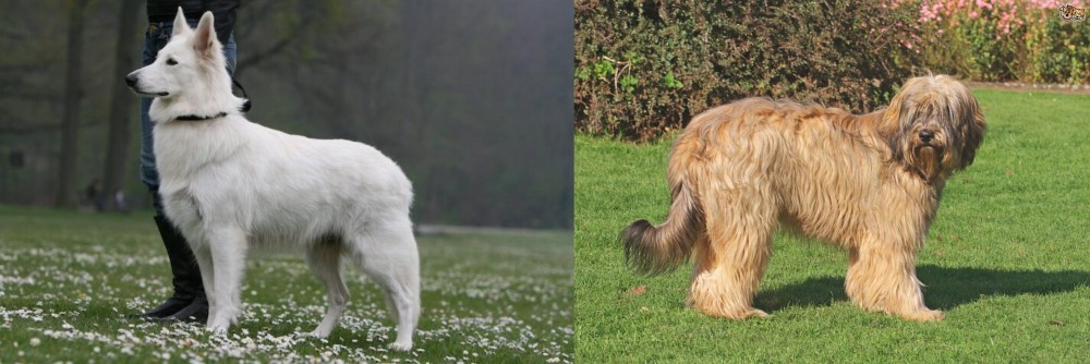 Catalan Sheepdog vs Berger Blanc Suisse - Breed Comparison