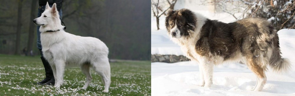 Caucasian Shepherd vs Berger Blanc Suisse - Breed Comparison
