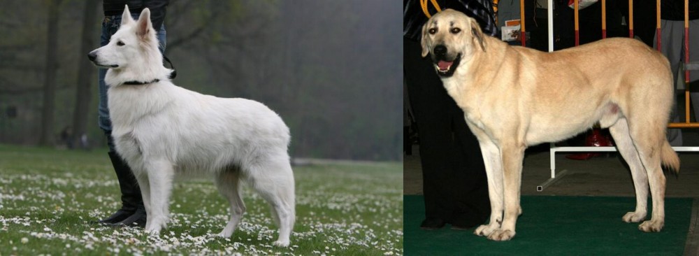 Central Anatolian Shepherd vs Berger Blanc Suisse - Breed Comparison