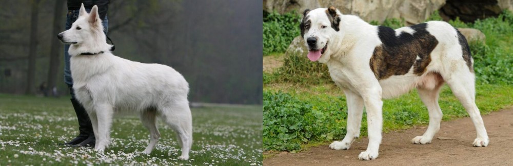 Central Asian Shepherd vs Berger Blanc Suisse - Breed Comparison