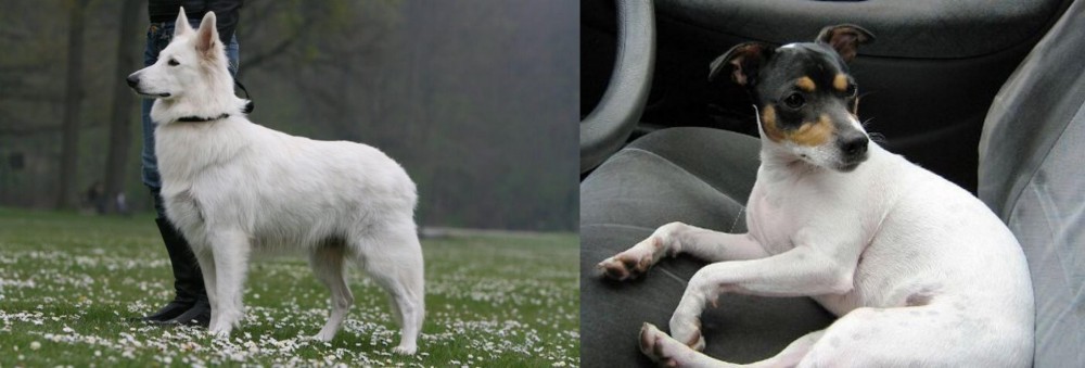 Chilean Fox Terrier vs Berger Blanc Suisse - Breed Comparison