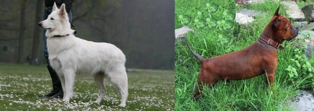 Chinese Chongqing Dog vs Berger Blanc Suisse - Breed Comparison