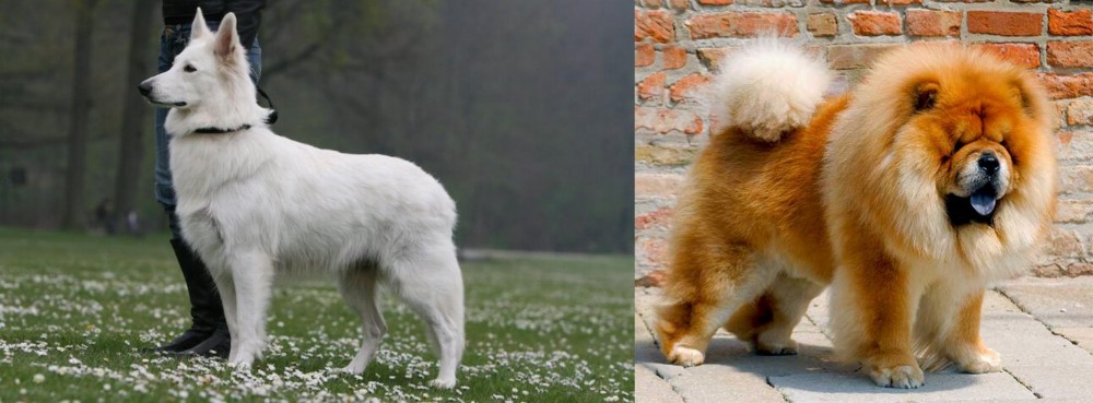 Chow Chow vs Berger Blanc Suisse - Breed Comparison