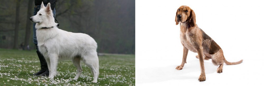 Coonhound vs Berger Blanc Suisse - Breed Comparison