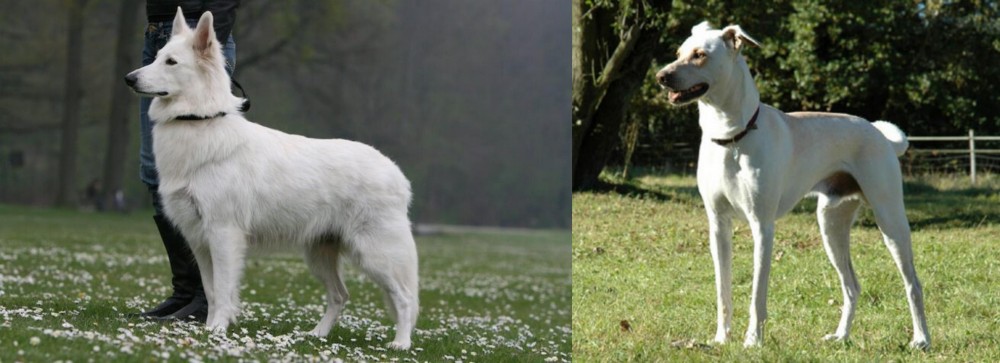 Cretan Hound vs Berger Blanc Suisse - Breed Comparison