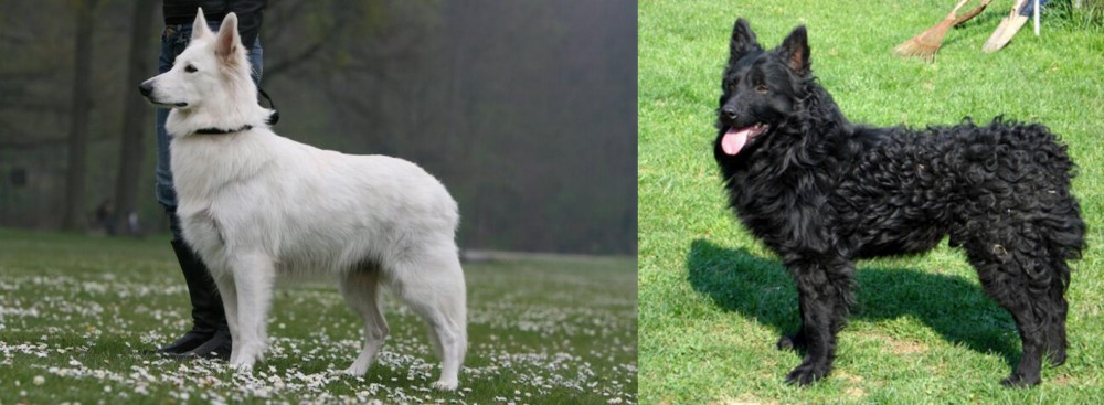 Croatian Sheepdog vs Berger Blanc Suisse - Breed Comparison