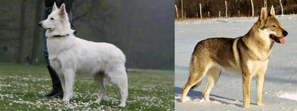 Czechoslovakian Wolfdog vs Berger Blanc Suisse - Breed Comparison