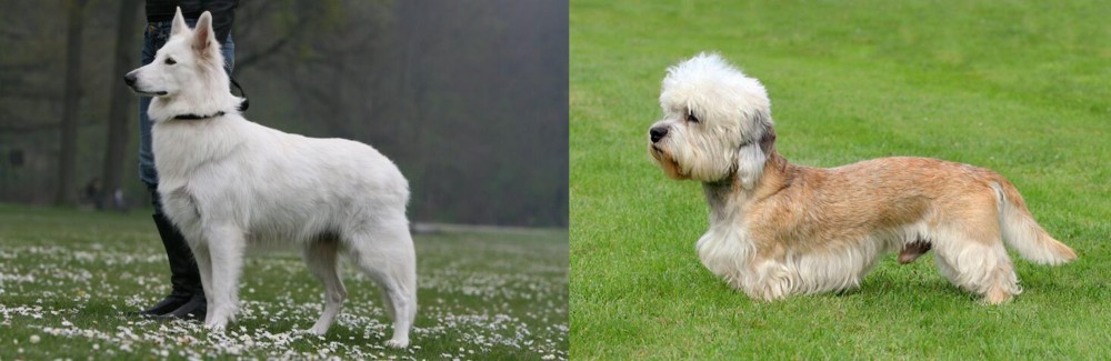 Dandie Dinmont Terrier vs Berger Blanc Suisse - Breed Comparison