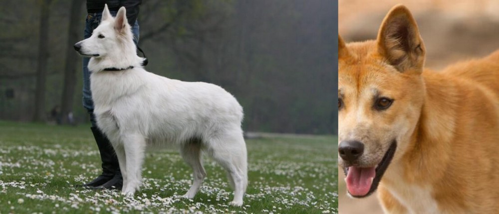 Dingo vs Berger Blanc Suisse - Breed Comparison
