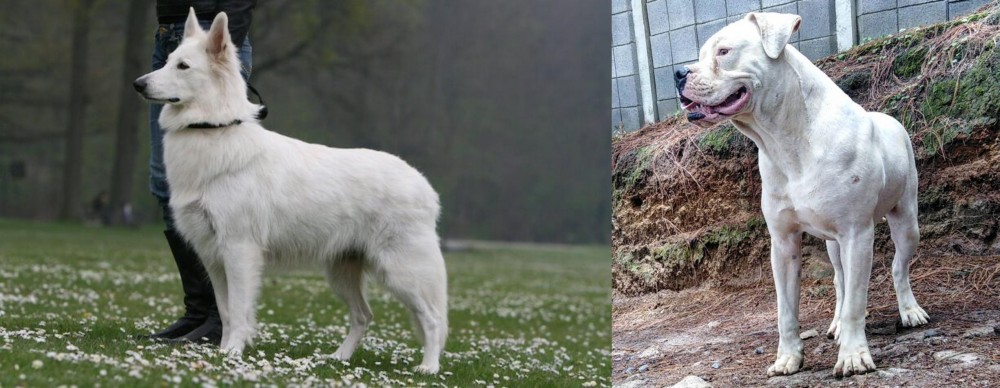 Dogo Guatemalteco vs Berger Blanc Suisse - Breed Comparison