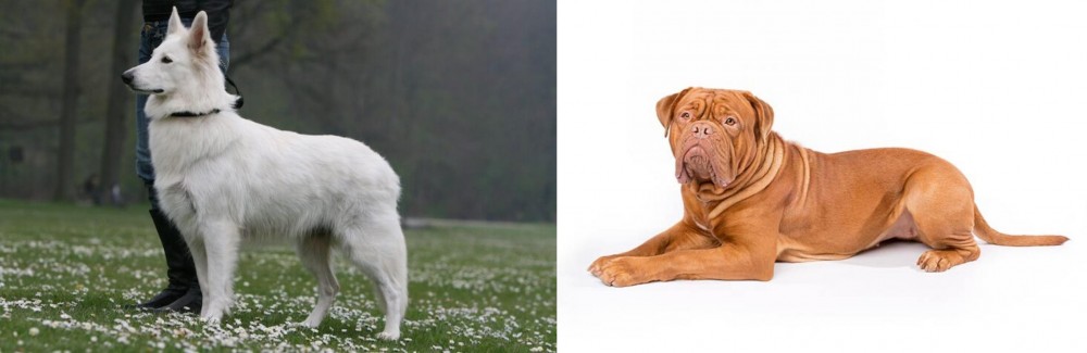 Dogue De Bordeaux vs Berger Blanc Suisse - Breed Comparison
