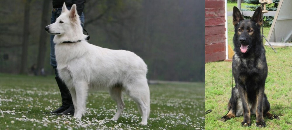 East German Shepherd vs Berger Blanc Suisse - Breed Comparison