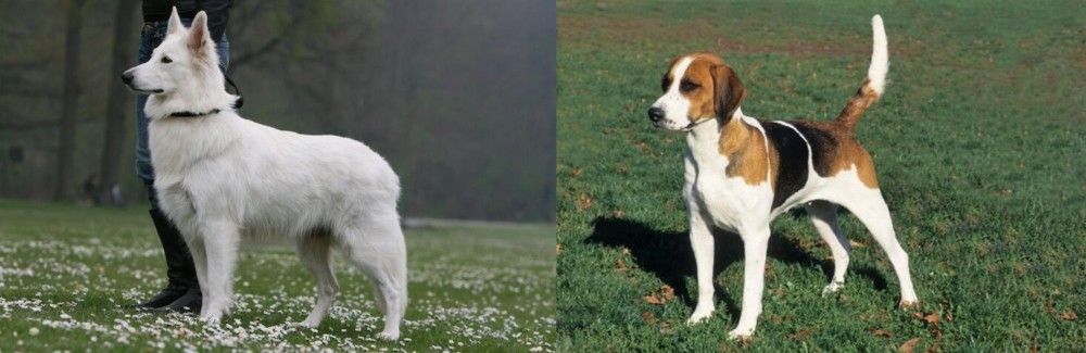 English Foxhound vs Berger Blanc Suisse - Breed Comparison