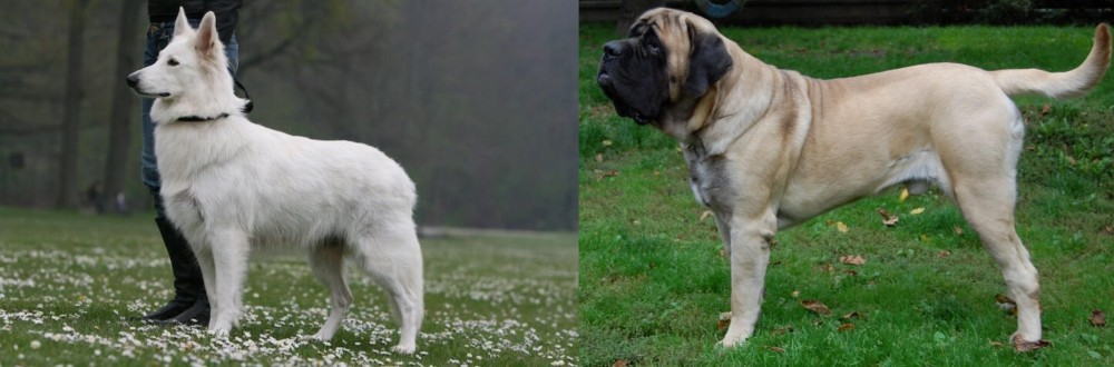 English Mastiff vs Berger Blanc Suisse - Breed Comparison