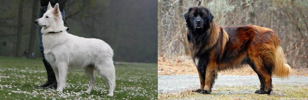 Estrela Mountain Dog vs Berger Blanc Suisse - Breed Comparison