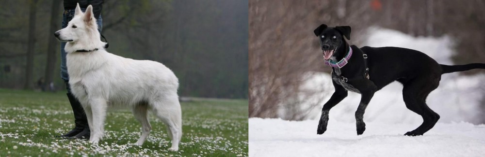 Eurohound vs Berger Blanc Suisse - Breed Comparison