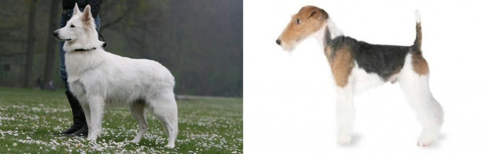 Fox Terrier vs Berger Blanc Suisse - Breed Comparison