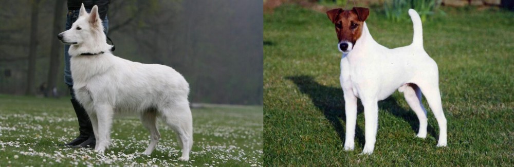 Fox Terrier (Smooth) vs Berger Blanc Suisse - Breed Comparison