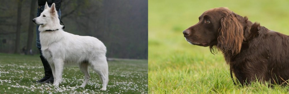 German Longhaired Pointer vs Berger Blanc Suisse - Breed Comparison