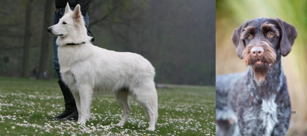 German Wirehaired Pointer vs Berger Blanc Suisse - Breed Comparison