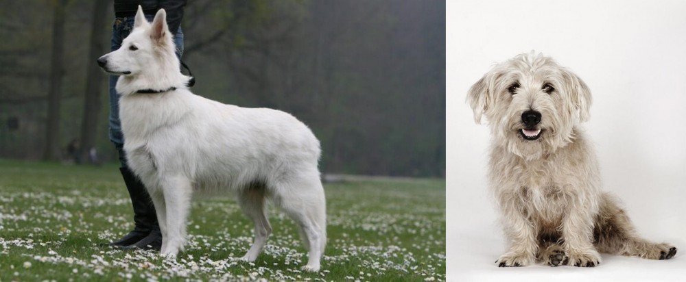 Glen of Imaal Terrier vs Berger Blanc Suisse - Breed Comparison