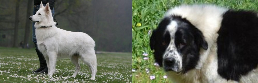Greek Sheepdog vs Berger Blanc Suisse - Breed Comparison