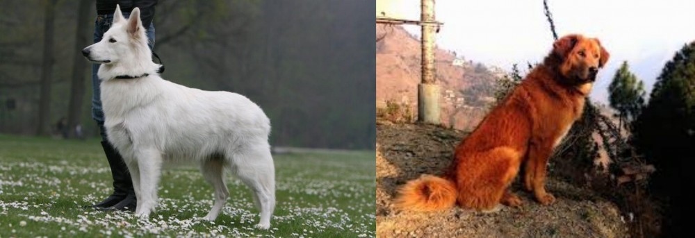 Himalayan Sheepdog vs Berger Blanc Suisse - Breed Comparison