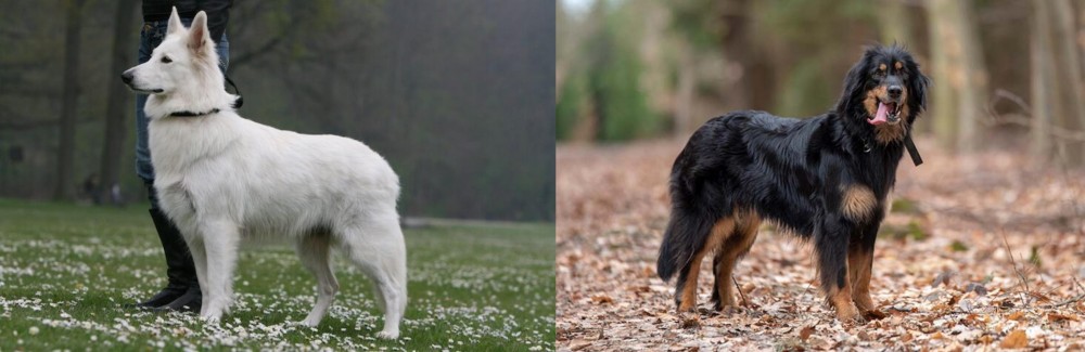 Hovawart vs Berger Blanc Suisse - Breed Comparison
