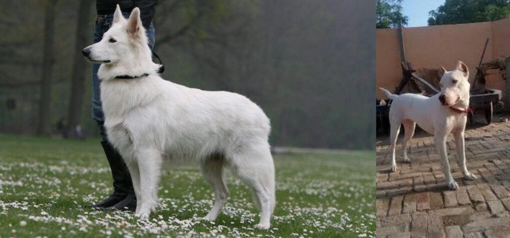 Indian Bull Terrier vs Berger Blanc Suisse - Breed Comparison