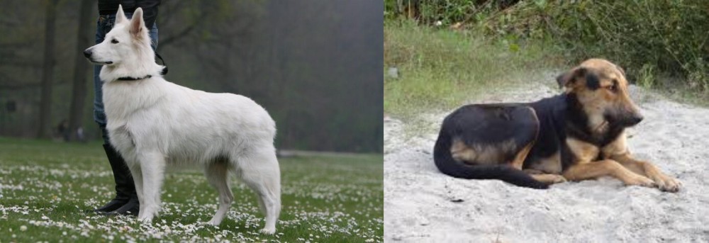 Indian Pariah Dog vs Berger Blanc Suisse - Breed Comparison