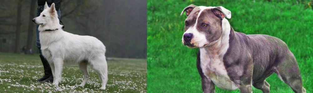 Irish Staffordshire Bull Terrier vs Berger Blanc Suisse - Breed Comparison