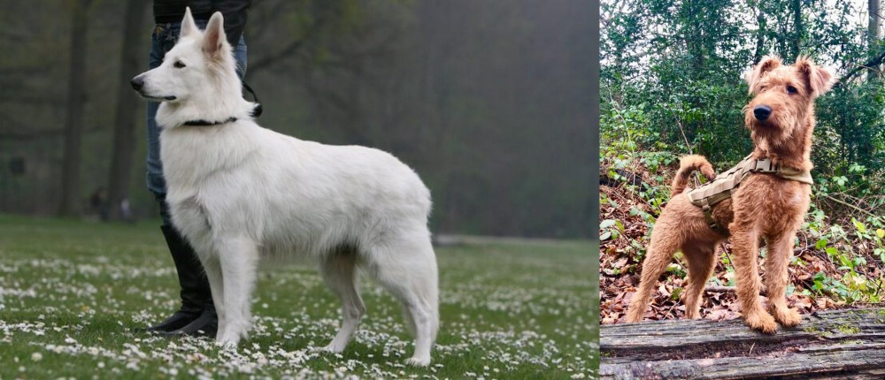 Irish Terrier vs Berger Blanc Suisse - Breed Comparison