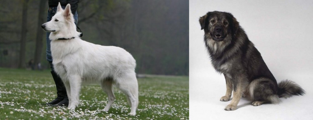 Istrian Sheepdog vs Berger Blanc Suisse - Breed Comparison