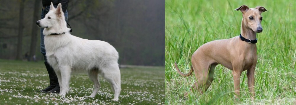 Italian Greyhound vs Berger Blanc Suisse - Breed Comparison