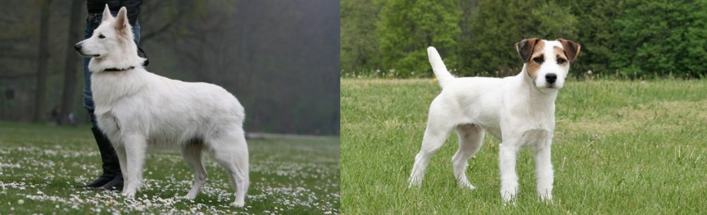 Jack Russell Terrier vs Berger Blanc Suisse - Breed Comparison