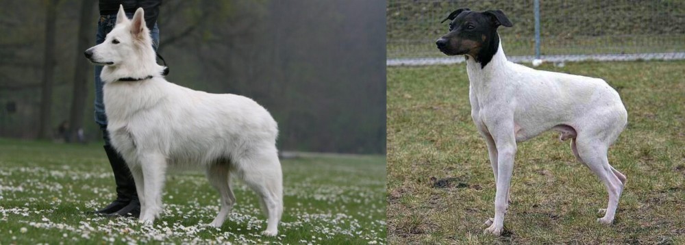 Japanese Terrier vs Berger Blanc Suisse - Breed Comparison