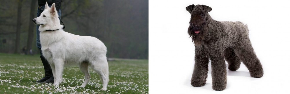 Kerry Blue Terrier vs Berger Blanc Suisse - Breed Comparison