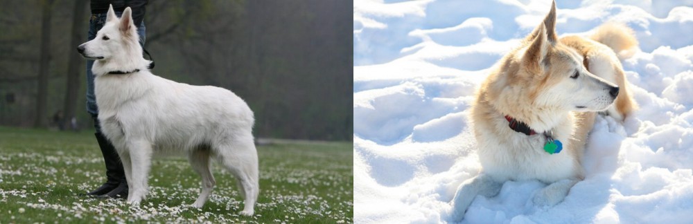 Labrador Husky vs Berger Blanc Suisse - Breed Comparison
