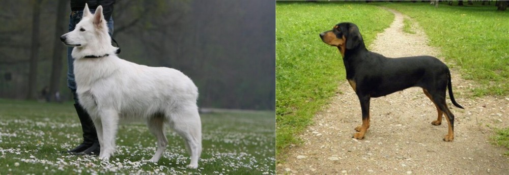 Latvian Hound vs Berger Blanc Suisse - Breed Comparison