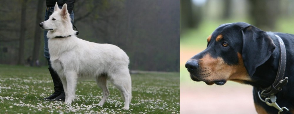 Lithuanian Hound vs Berger Blanc Suisse - Breed Comparison