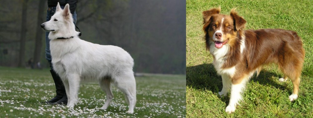 Miniature Australian Shepherd vs Berger Blanc Suisse - Breed Comparison