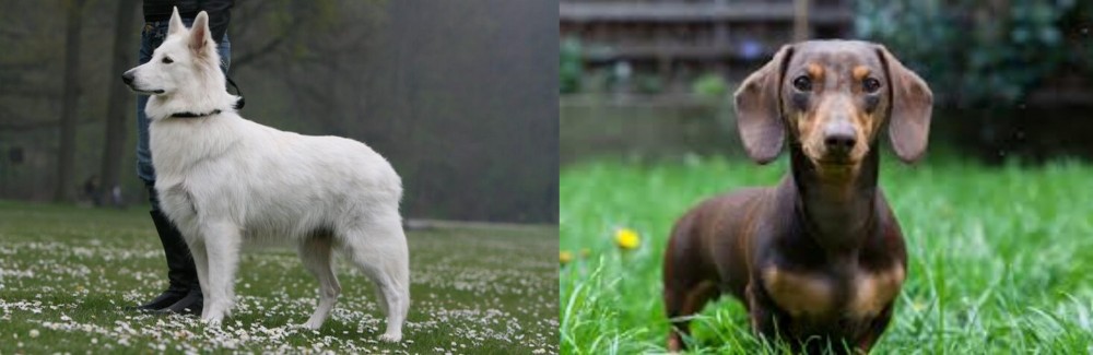 Miniature Dachshund vs Berger Blanc Suisse - Breed Comparison