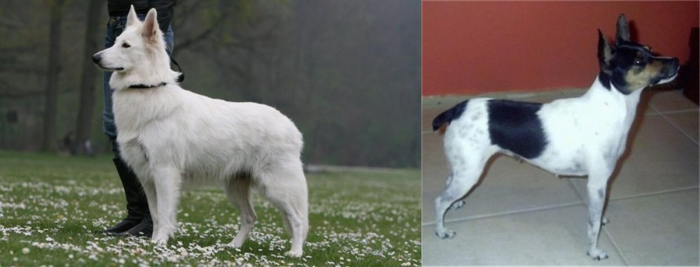 Miniature Fox Terrier vs Berger Blanc Suisse - Breed Comparison
