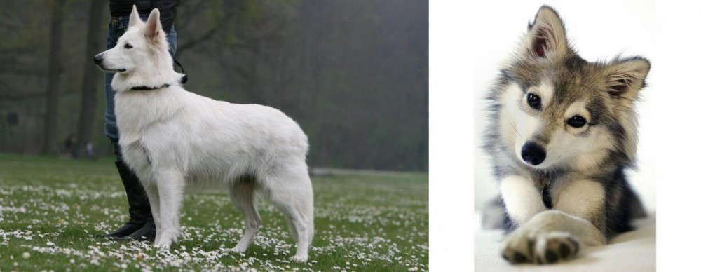 Miniature Siberian Husky vs Berger Blanc Suisse - Breed Comparison