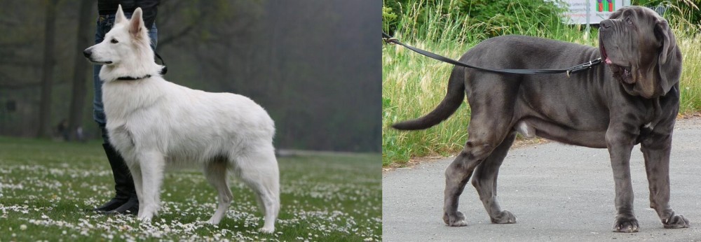 Neapolitan Mastiff vs Berger Blanc Suisse - Breed Comparison