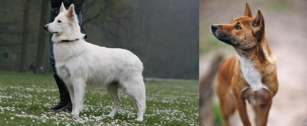 New Guinea Singing Dog vs Berger Blanc Suisse - Breed Comparison