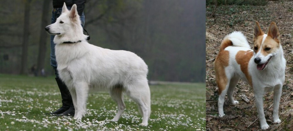 Norrbottenspets vs Berger Blanc Suisse - Breed Comparison