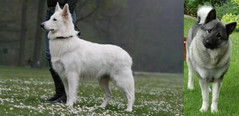Norwegian Elkhound vs Berger Blanc Suisse - Breed Comparison